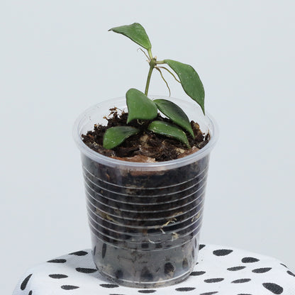 Hoya bakoensis