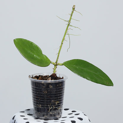 Hoya benchaii