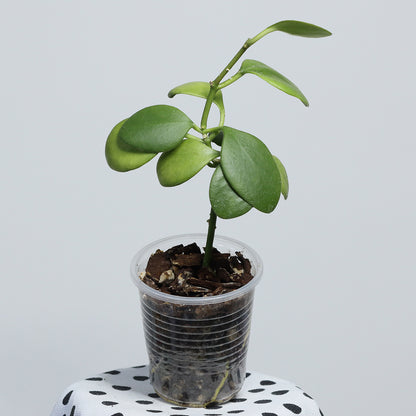 Hoya kastbergii
