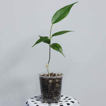 Hoya danumensis ssp. amarii (Indonesia)