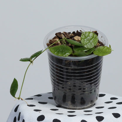 Dischidia hirsuta (NS01-009, Thailand, rosa blommor)