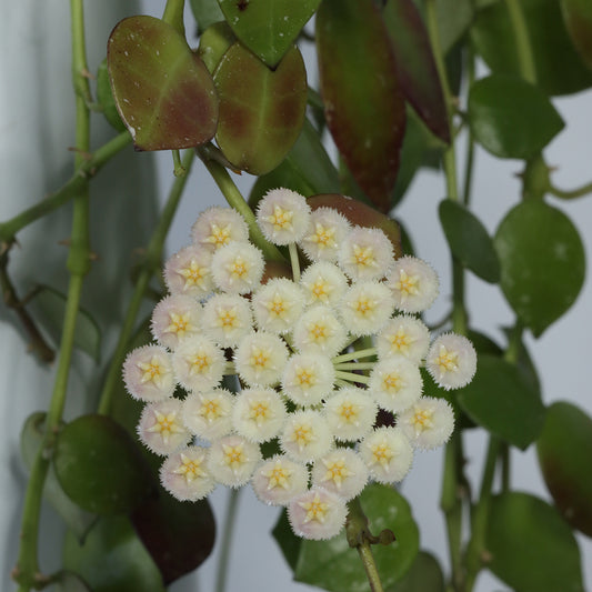 Hoya lacunosa (Fraser Hills, SR2010-049)