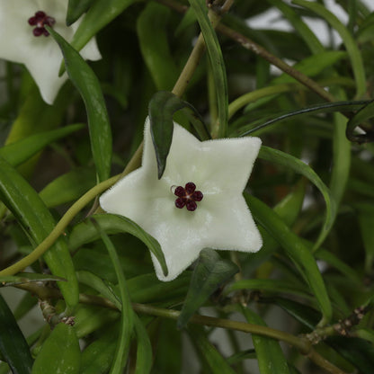 Hoya pauciflora