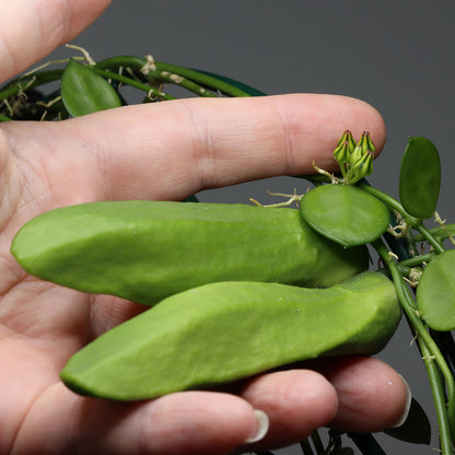 Dischidia major (Big Form)