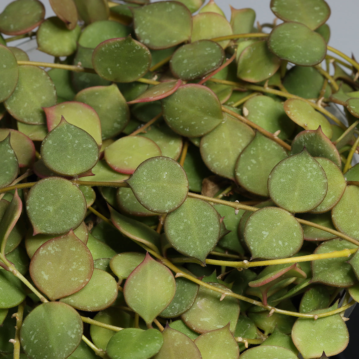 Hoya curtisii ssp. collariata
