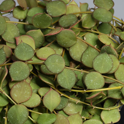 Hoya curtisii ssp. collariata