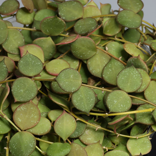 Hoya curtisii ssp. collariata