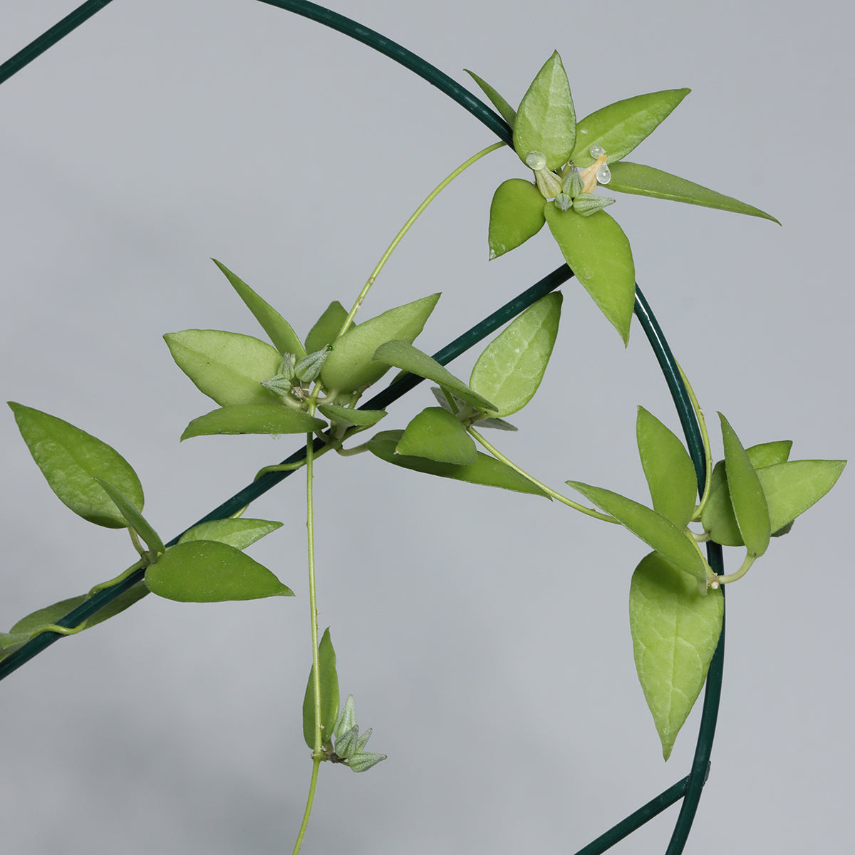 Dischidia punctata (Java)
