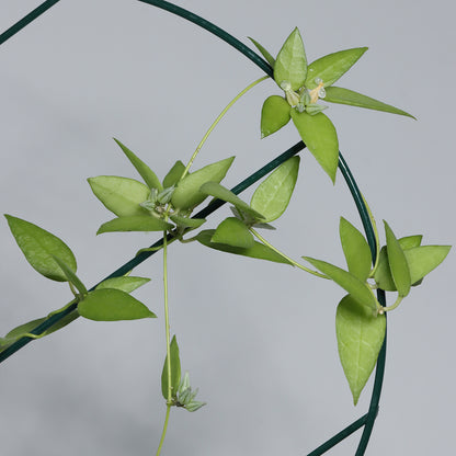 Dischidia punctata (Java)