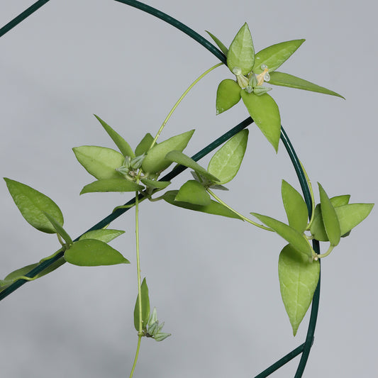 Dischidia punctata (Java)