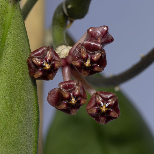 Hoya rundumensis (TOC)