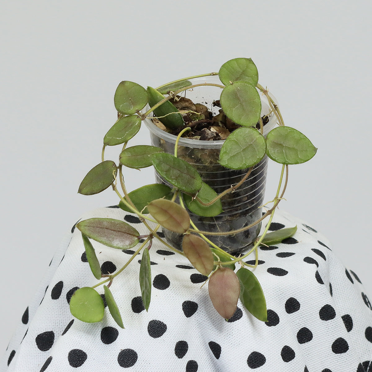 Dischidia hirsuta (NS00-012, Philippines, gula blommor)