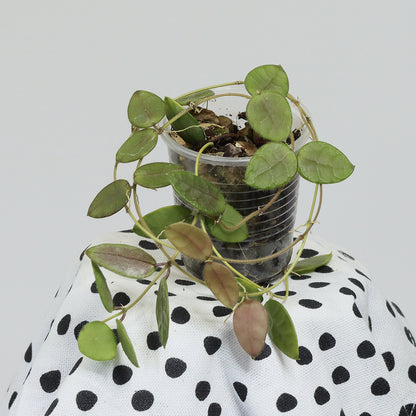 Dischidia hirsuta (NS00-012, Philippines, gula blommor)