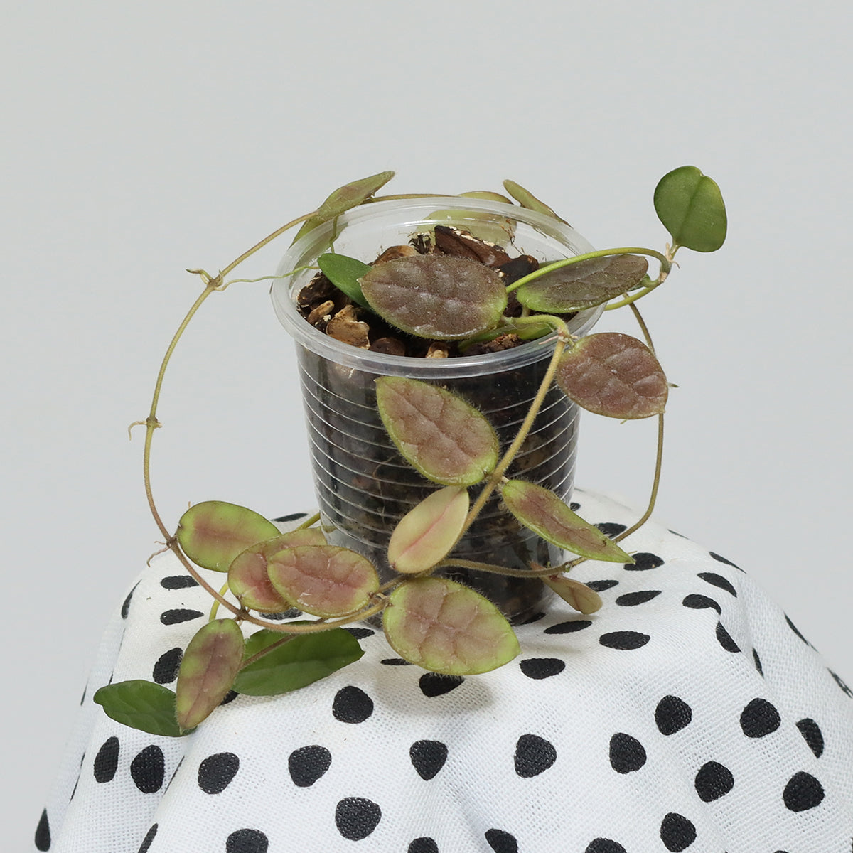 Dischidia hirsuta (NS00-012, Philippines, gula blommor)