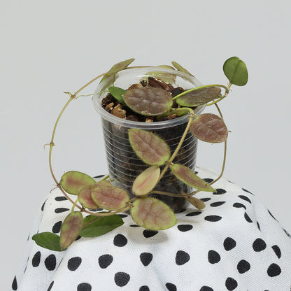 Dischidia hirsuta (NS00-012, Philippines, gula blommor)