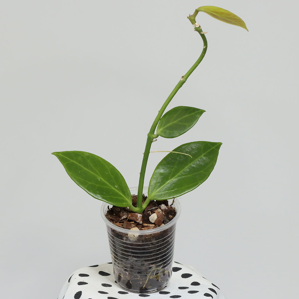 Hoya obscura