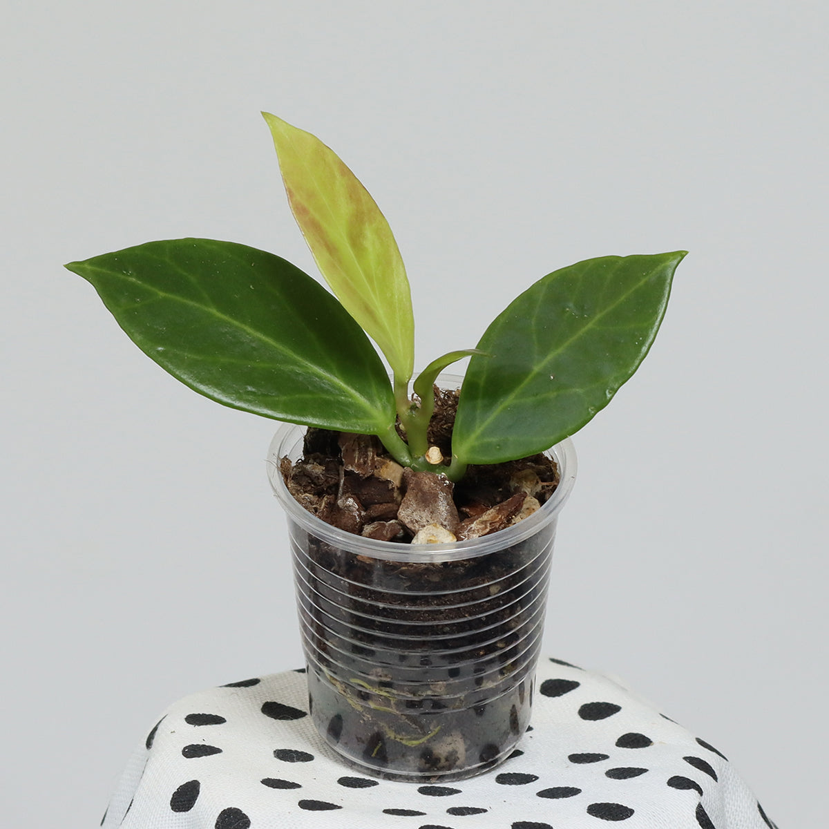 Hoya obscura