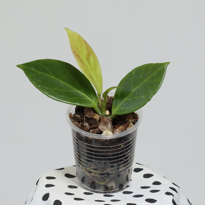 Hoya obscura