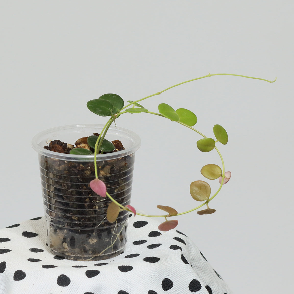 Hoya sp. Papua (05)