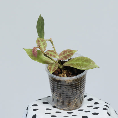 Hoya 'Rebecca'