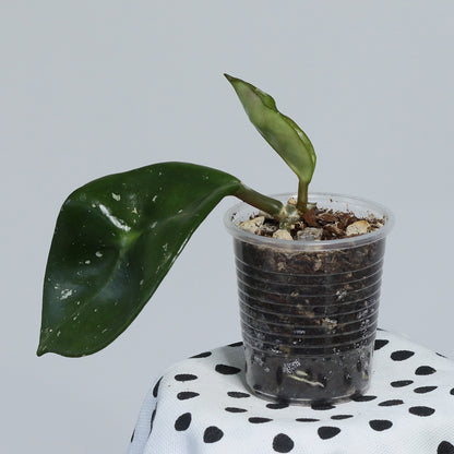 Hoya carnosa (round leaves, EPC-893)
