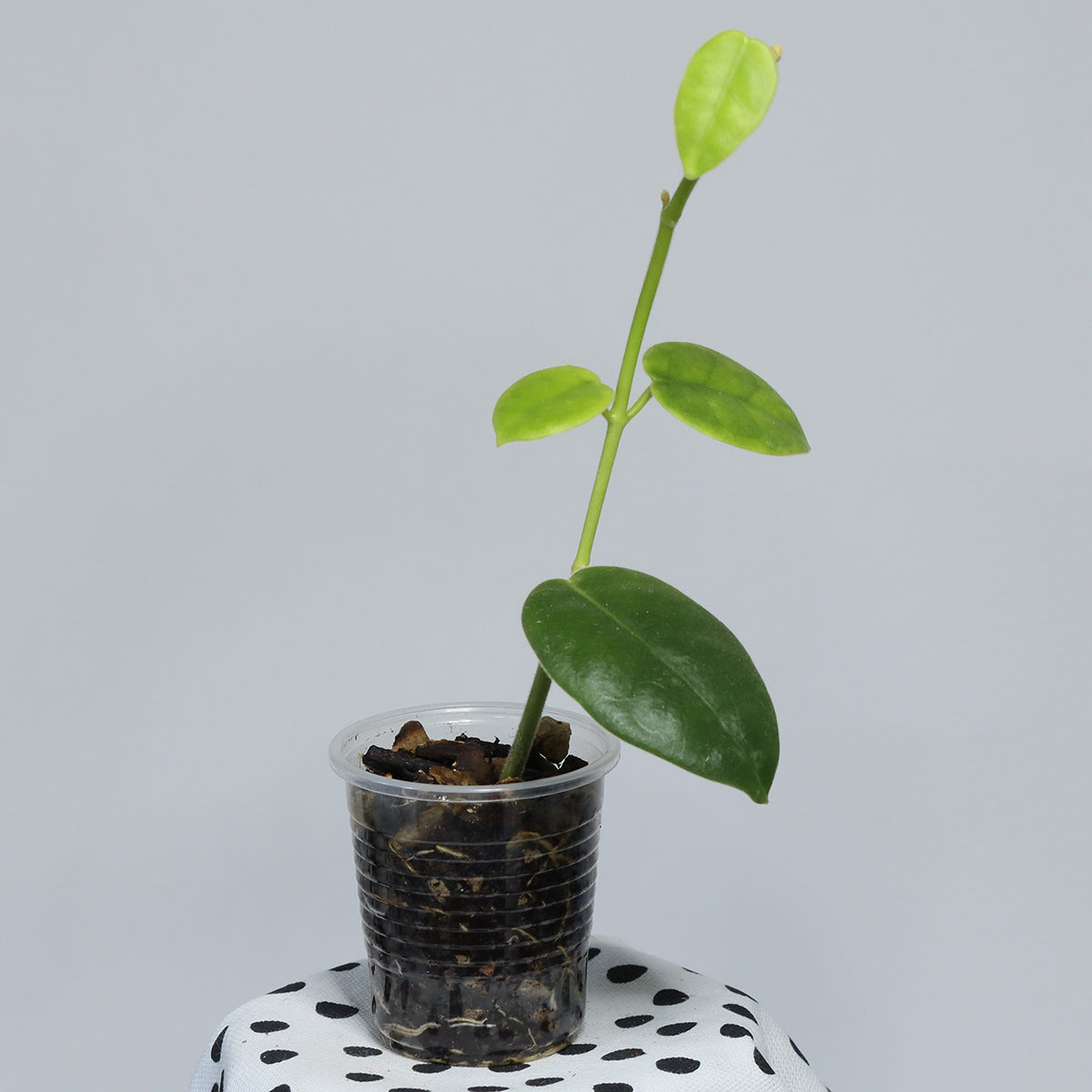 Hoya sp. Papua