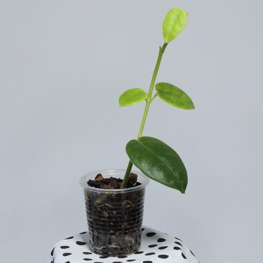 Hoya sp. Papua
