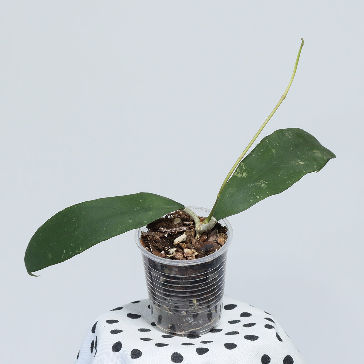Hoya uncinata