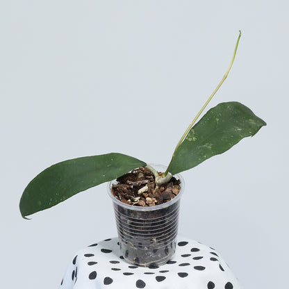 Hoya uncinata