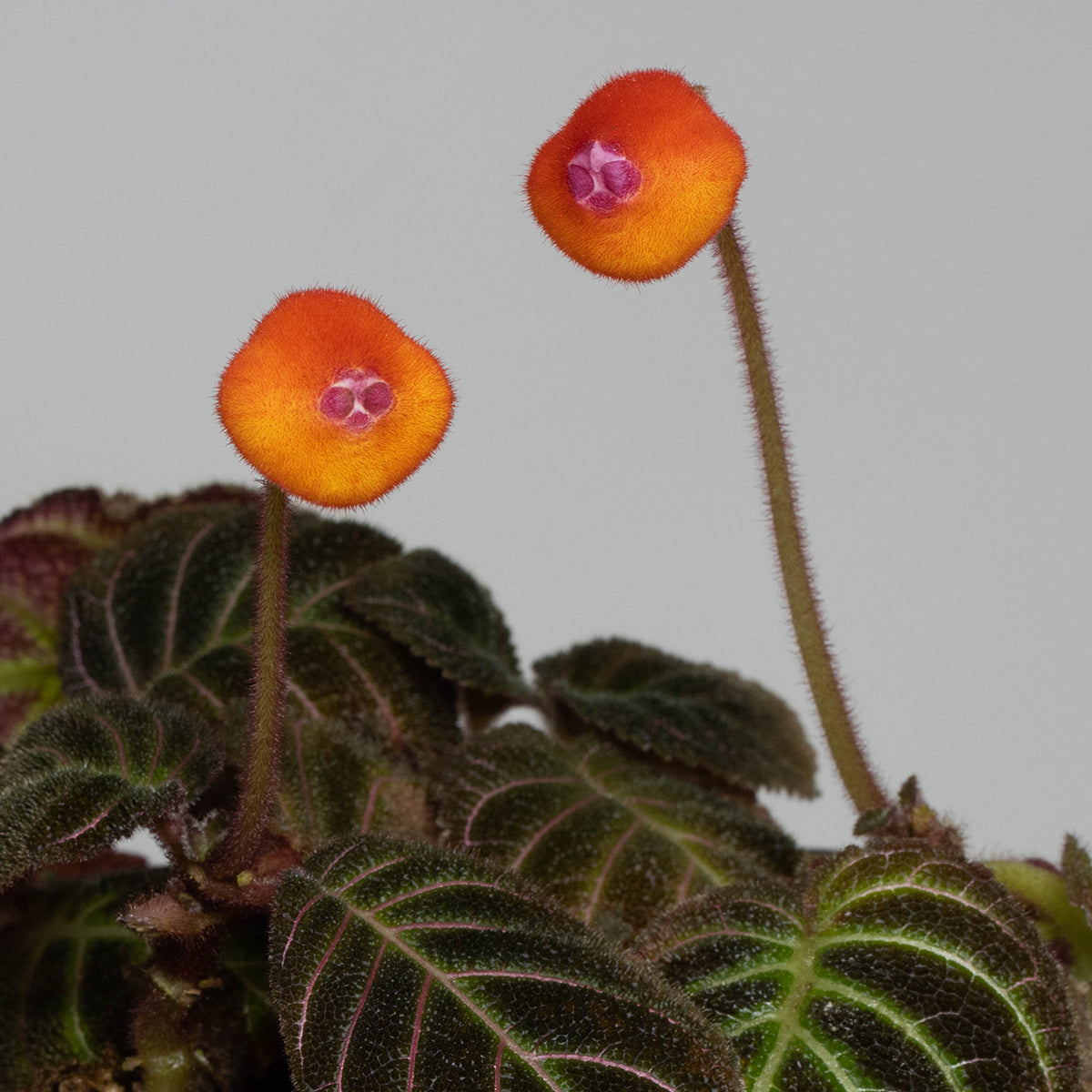 Pearcea hypocyrtiflora