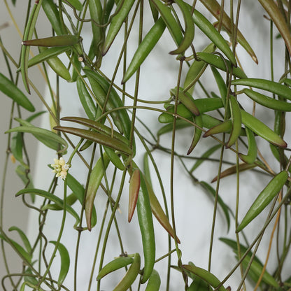 Dischidia sp. aff. thaithongiae