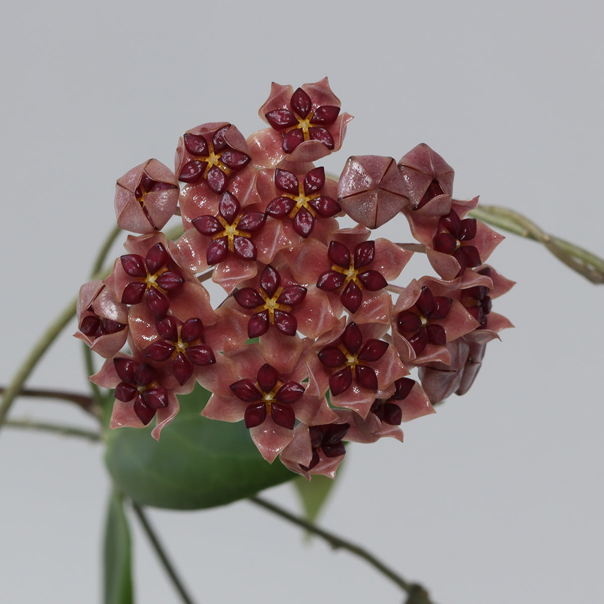 Hoya sp. Mindanao, Philippines (UT-247)