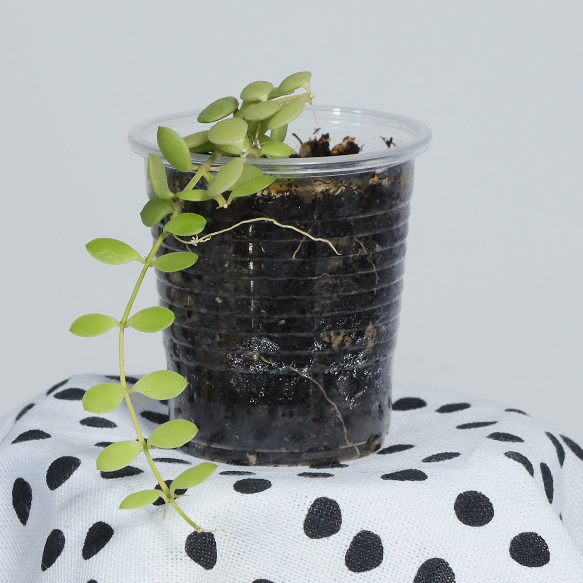 Dischidia nummularia (Small Form)