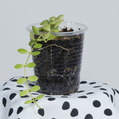 Dischidia nummularia (Small Form)
