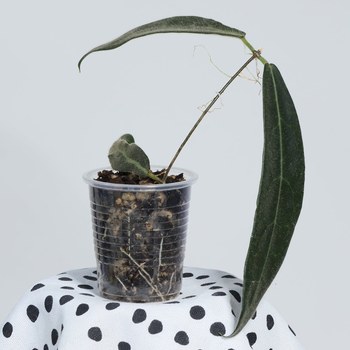Hoya hypolasia