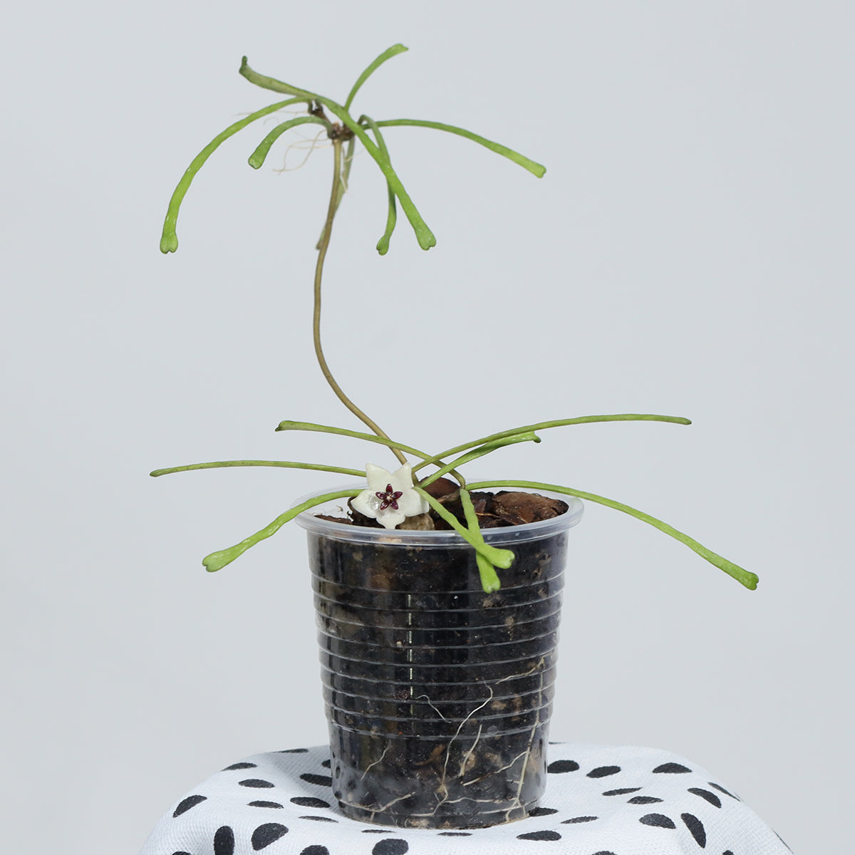 Hoya retusa