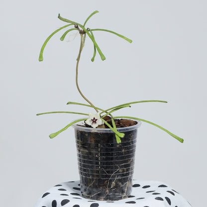 Hoya retusa
