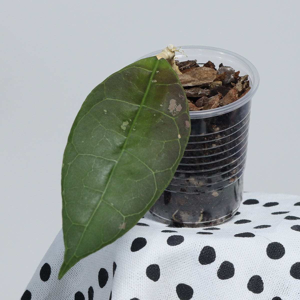 Hoya sp. aff. lambii (Borneo)