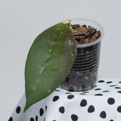 Hoya sp. aff. lambii (Borneo)