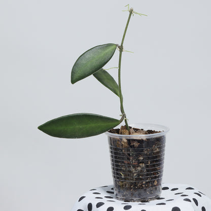 Hoya sp. aff. burtoniae (PG03)
