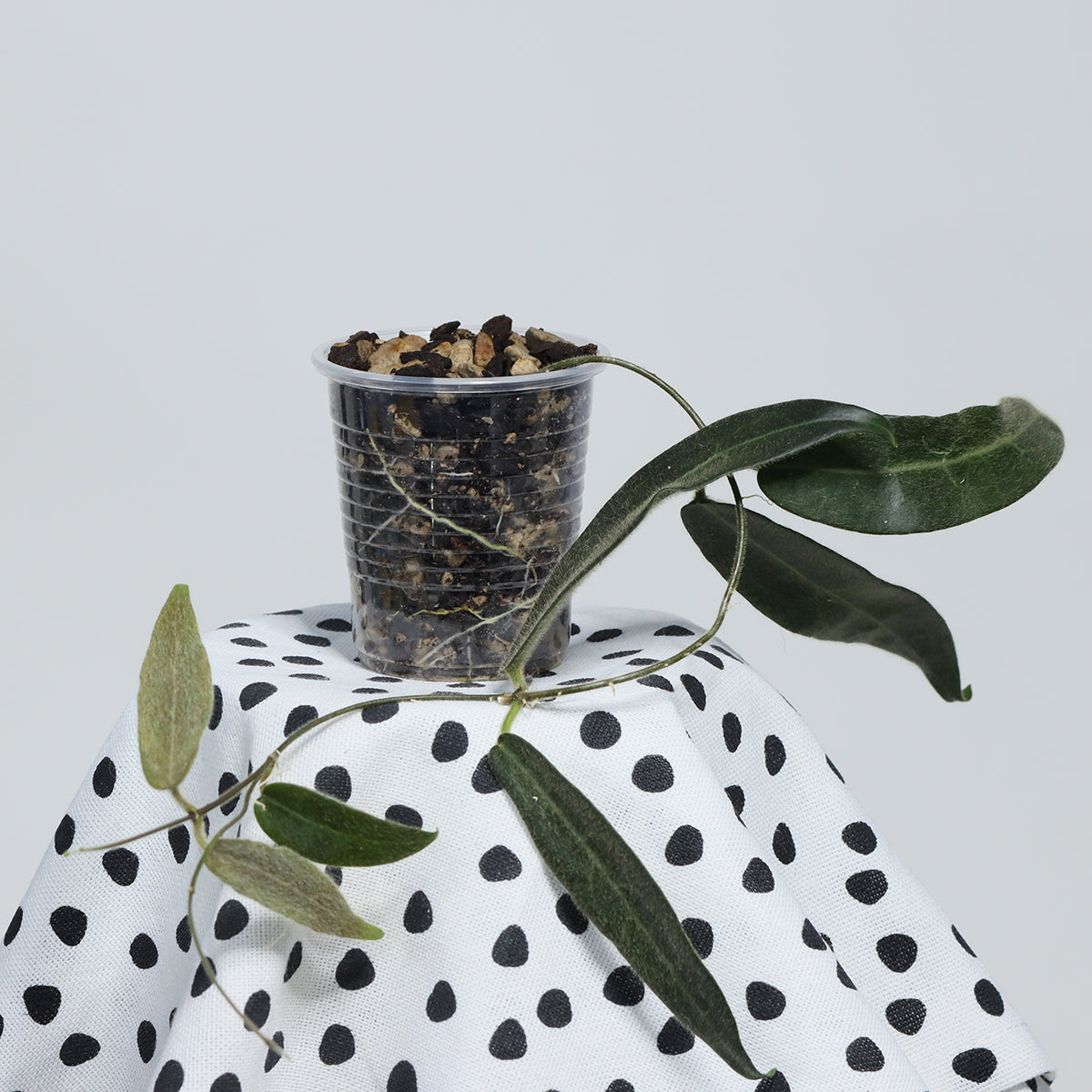 Hoya hypolasia