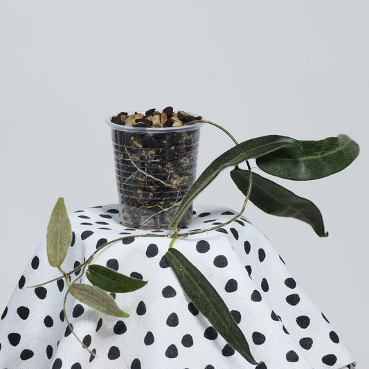 Hoya hypolasia
