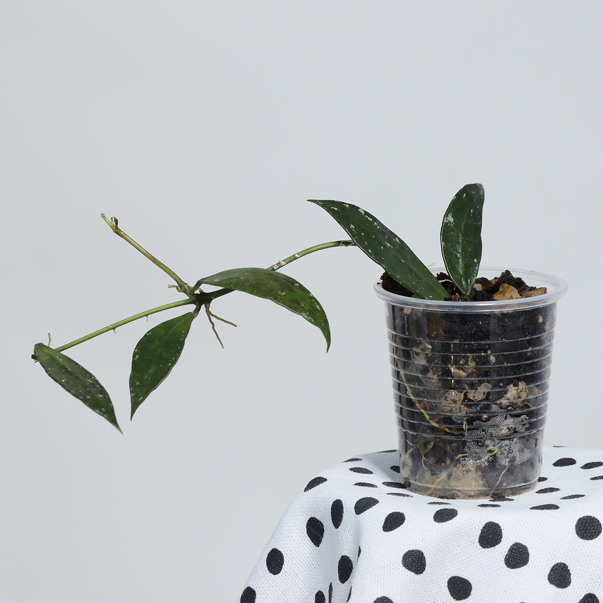 Hoya lacunosa (Berang Terengganu, IML-1405)