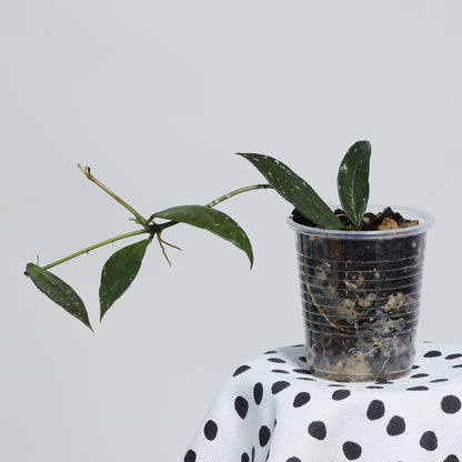 Hoya lacunosa (Berang Terengganu, IML-1405)
