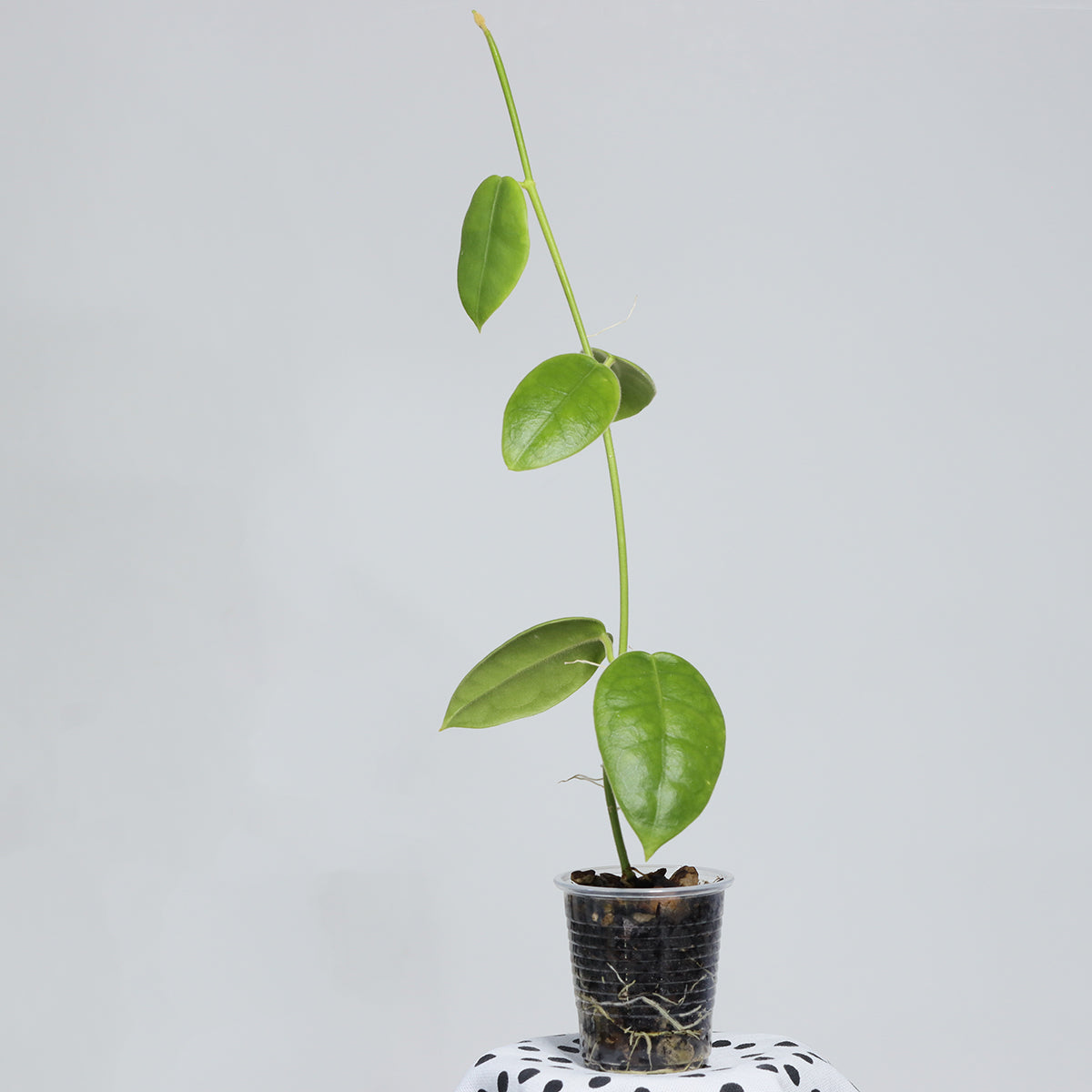 Hoya sp. Papua
