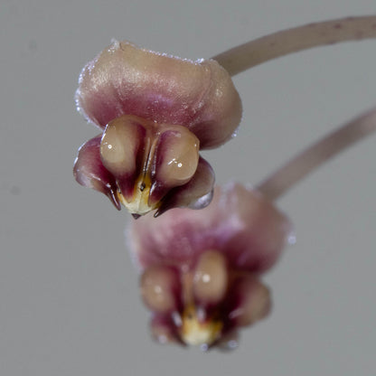 Hoya sp. Mamasa, Sulawesi
