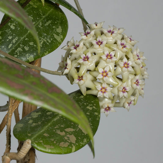 Hoya verticillata (IML 1618)