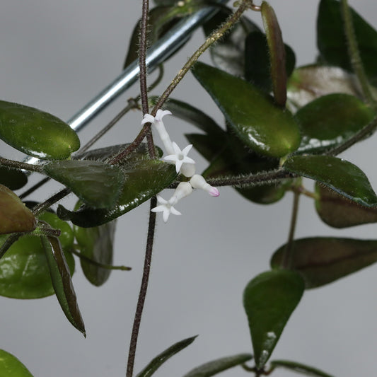 Dischidia dolichantha (Borneo)