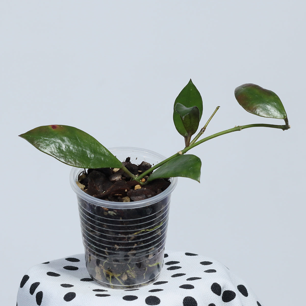 Hoya sp. Borneo (Red)