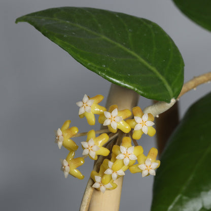 Hoya sp. Timor (03)